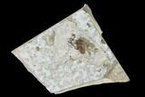 Fossil March Fly (Plecia) - Green River Formation #138499-1